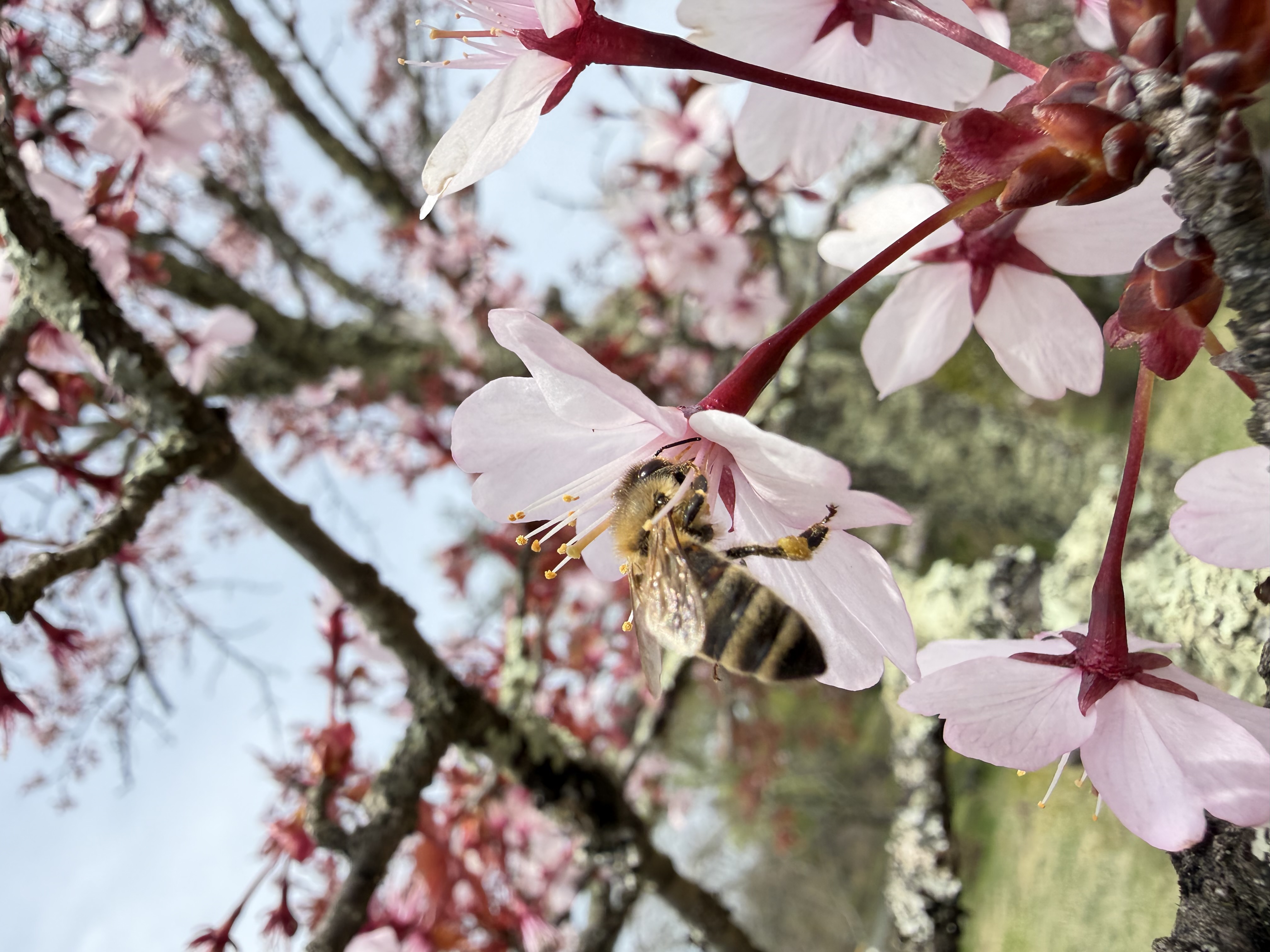 桜の花にとまるミツバチ